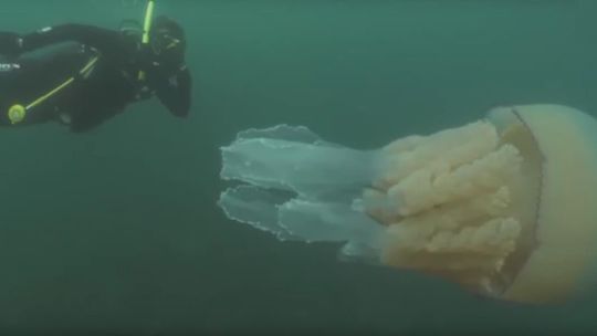 1,5 metrowe meduzy u wybrzeży Kornwalii!