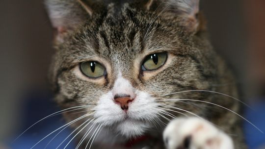 500 funtów kary za niezachipowanie kota w UK?
