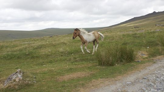 Apel o ostrożność w Parku Narodowym Dartmoor