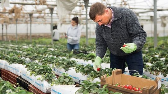 Brytyjski rząd zwiększy liczbę wiz dla pracowników sezonowych