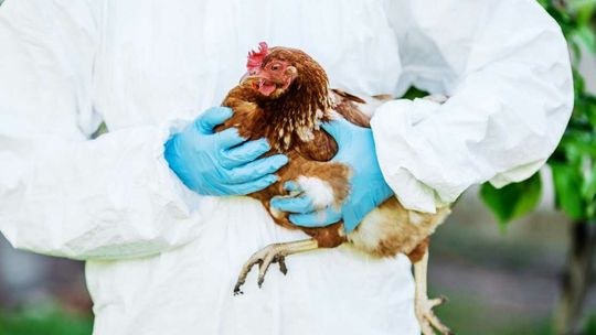 Epidemia ptasiej grypy na Farne Islands