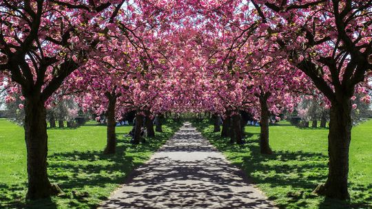 Gdzie można podziwiać kwitnące wiśnie w Londynie?