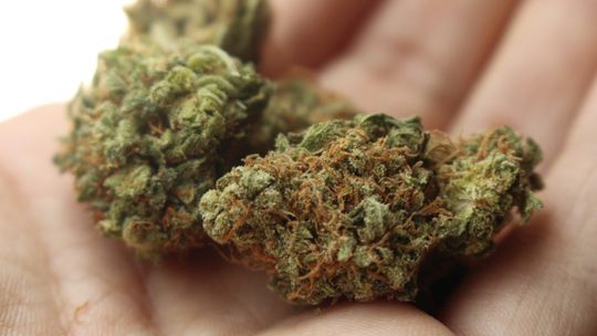 Gram kosztuje 65zł. Medyczna marihuana oficjalnie w Polsce.