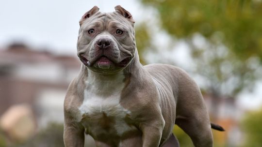 Hodowla i sprzedaż psów rasy American Bully XL zostanie zakazana