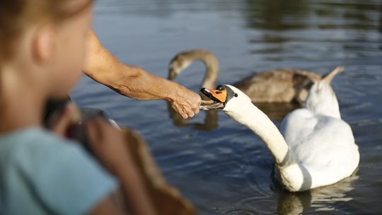 Królewskie Towarzystwo Ochrony Ptaków prosi osoby wypoczywające nad morzem o unikanie kontaktu z żywymi i martwymi ptakami