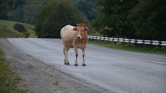 Nie milkną echa policyjnego pościgu za krową