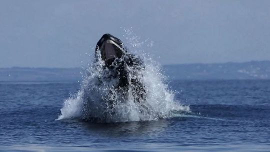 Niezwykłe spotkanie z wielorybem u wybrzeży Kornwalii