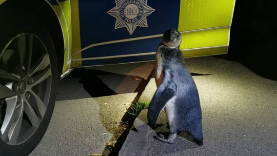 Policjanci podwieźli do domu…pingwina