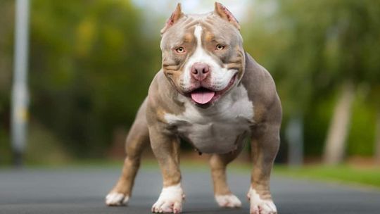 Posiadanie psów rasy American bully XL będzie zakazane w Anglii i Walii
