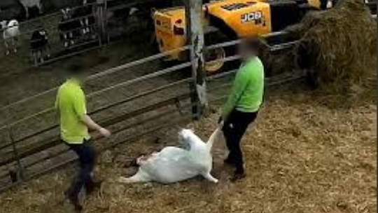 Pracownicy farmy kóz katowali zwierzęta – szokujące nagranie
