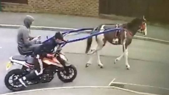 Skradziony motocykl odholował koń!