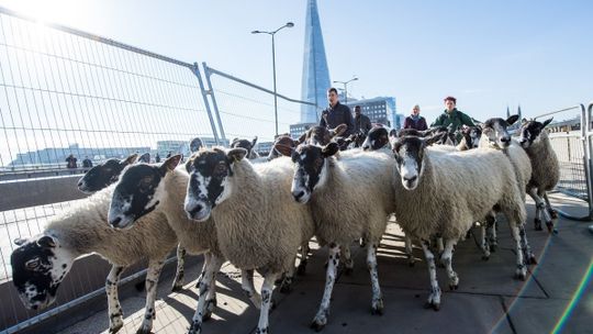 Stado owiec na London Bridge