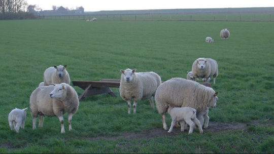 Szkocja: Sprzedano owcę za niemal 368 000 funtów!