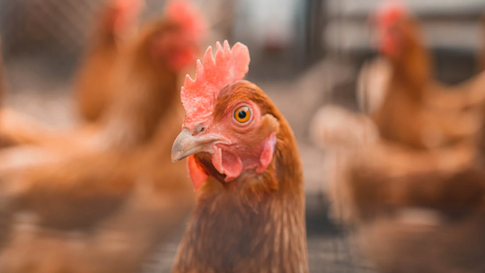 UK: KFC pierwszy raz w historii upubliczniło raport o „dobrostanie zwierząt”  