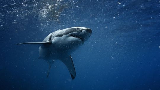 UK: Wędkarz złapał na haczyk rekina
