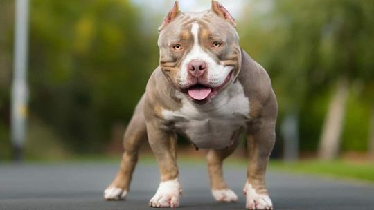 Ważna informacja dla posiadaczy psów rasy American bully XL