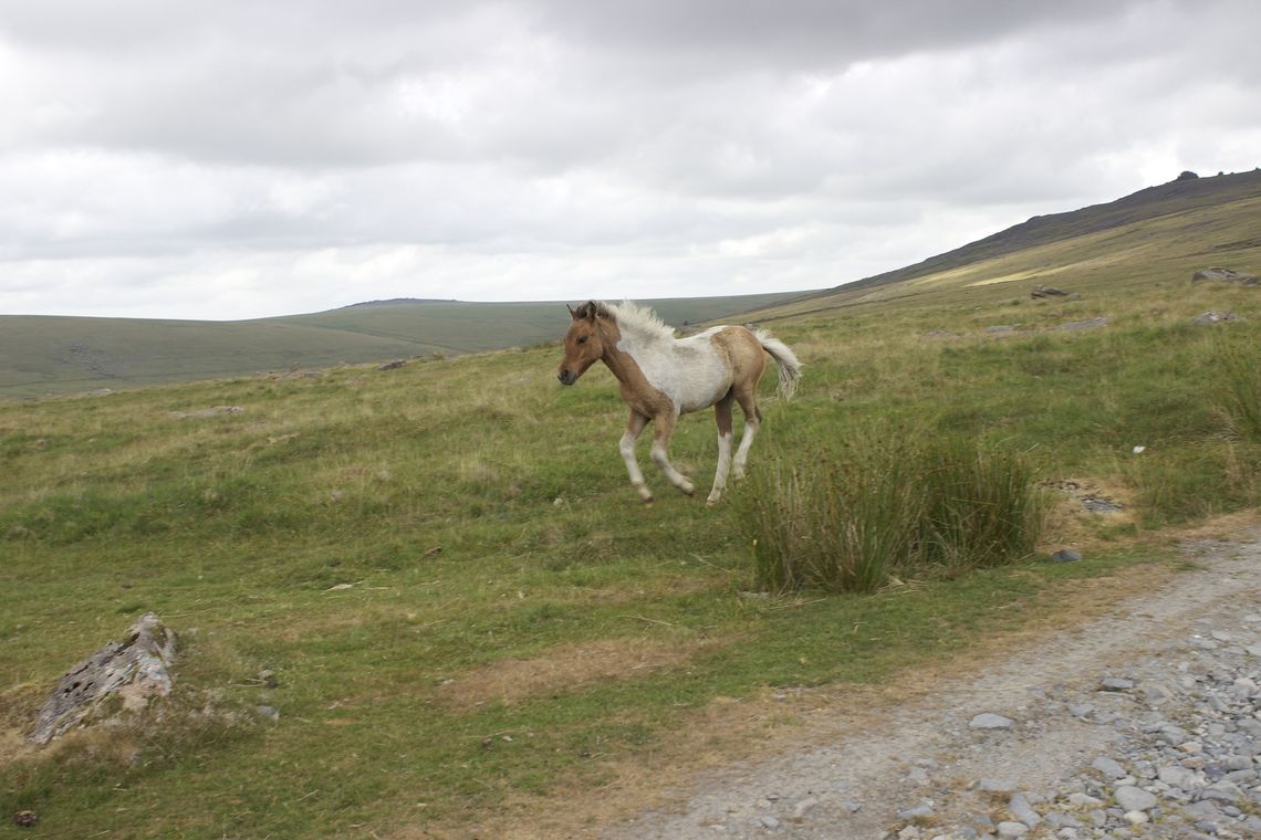 Apel o ostrożność w Parku Narodowym Dartmoor