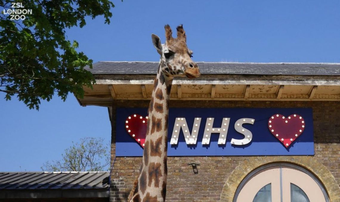 Awaria strony londyńskiego Zoo – zbyt duże zainteresowanie biletami