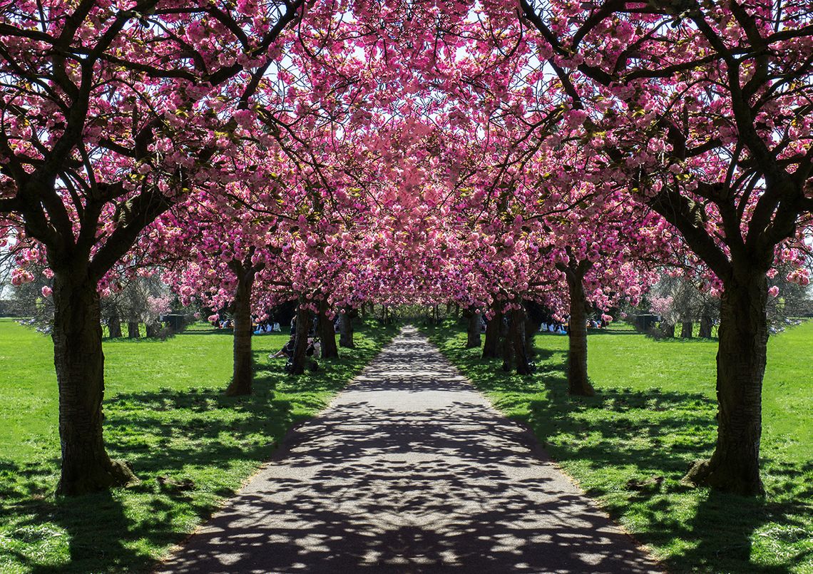 Gdzie można podziwiać kwitnące wiśnie w Londynie?
