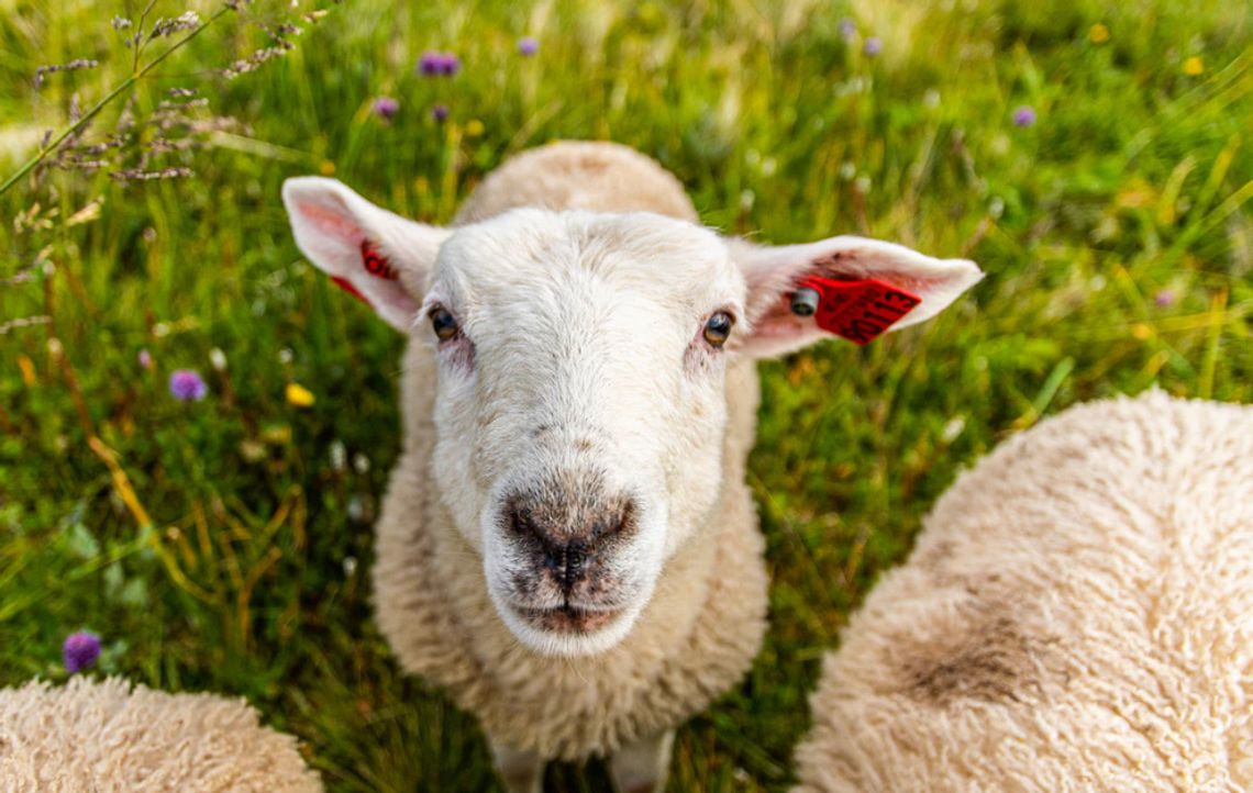 Nastolatek zaraził się groźnym wirusem od owiec