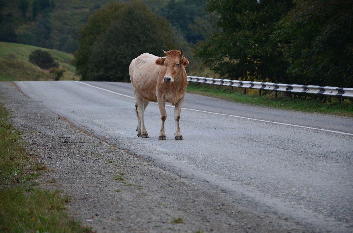 Nie milkną echa policyjnego pościgu za krową