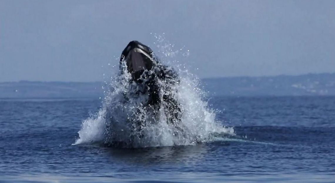Niezwykłe spotkanie z wielorybem u wybrzeży Kornwalii
