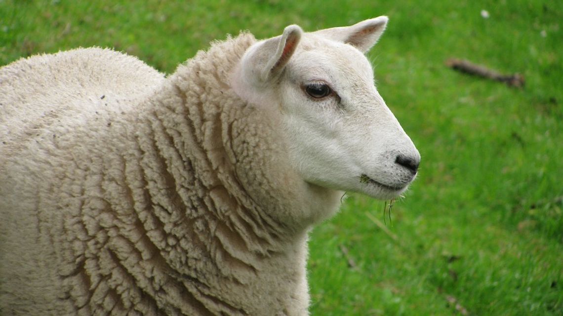 Owce w centrum Londynu czyli protest rolników przeciwko Brexitowi