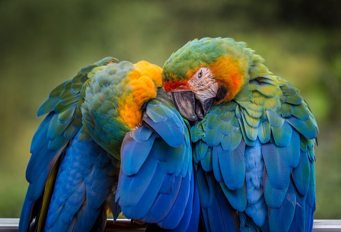 Papugi w izolacji bo…przeklinały przy gościach zoo!