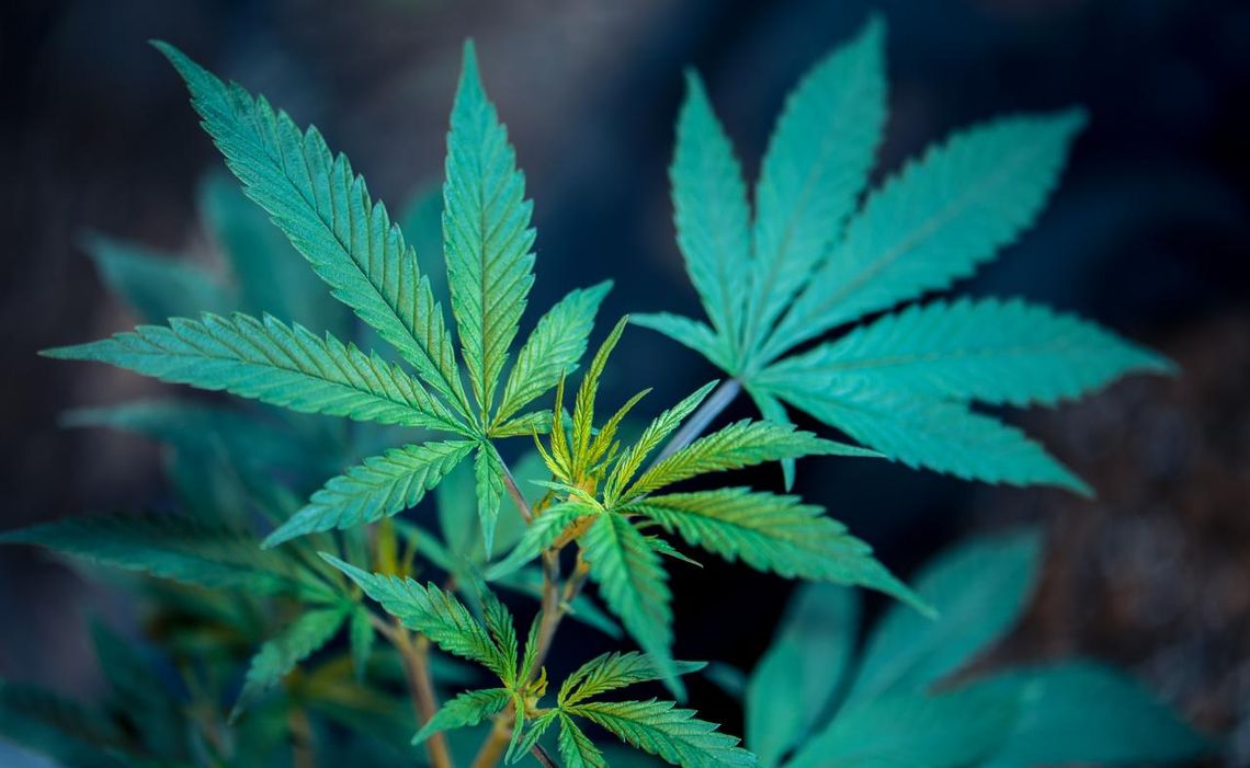 Pierwsza państwowa klinika w UK będzie leczyć marihuaną