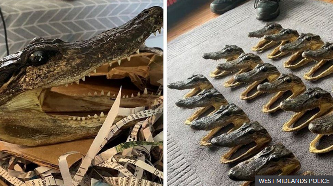 Policja zabezpieczyła 80 głów aligatorów, trofea można było kupić w sieci 