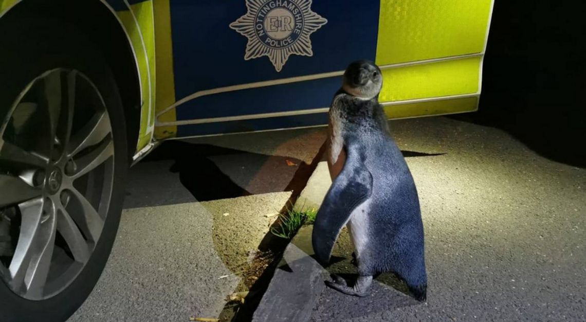 Policjanci podwieźli do domu…pingwina
