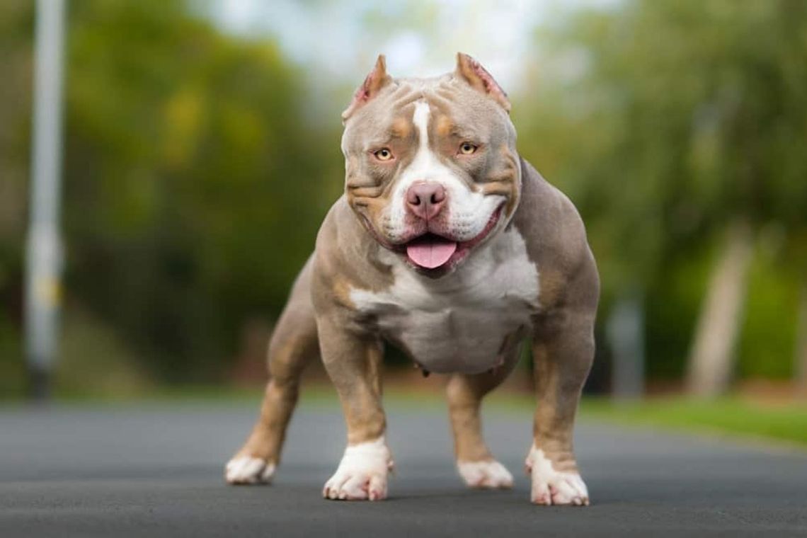 Posiadanie psów rasy American bully XL będzie zakazane w Anglii i Walii