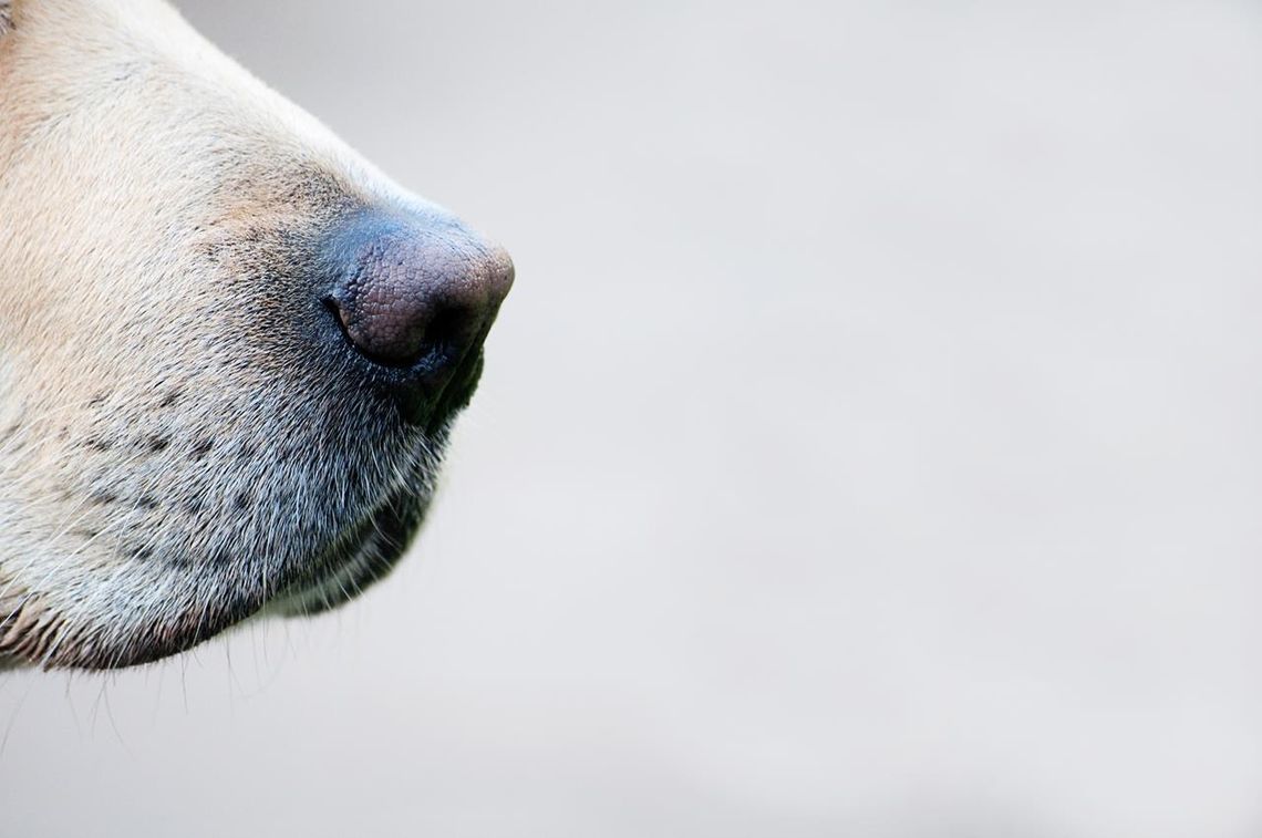 Psy potrafią wiarygodnie wywęszyć COVID-19