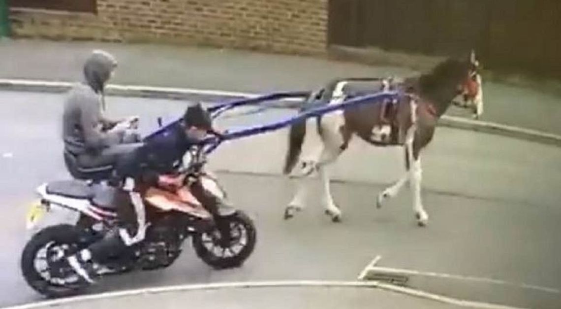 Skradziony motocykl odholował koń!