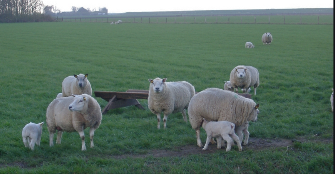 Szkocja: Sprzedano owcę za niemal 368 000 funtów!