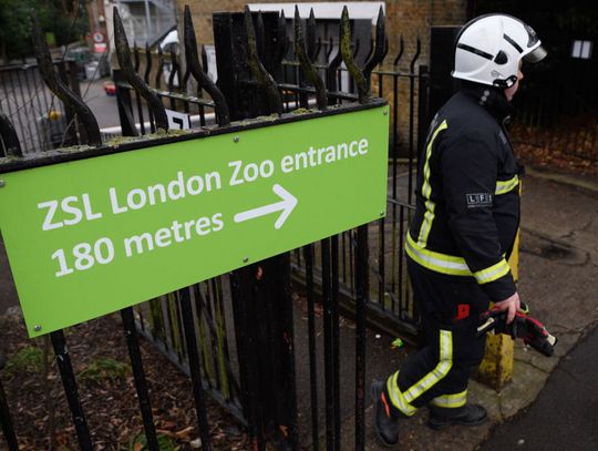 LONDYN: Pożar w londyńskim ZOO - zginęły mirkaty i mrówkojad [GALERIA]